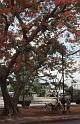 RWT 0131 127-14 Thailand Flame Tree